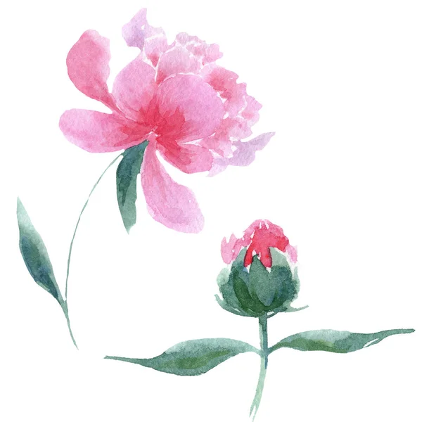 Peony bloemen botanische bloemen. Aquarel achtergrond illustratie instellen. Geïsoleerde pioenrozen illustratie element. — Stockfoto
