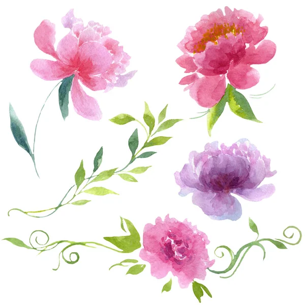 Ανθοφυίες λουλουδιών βοτανικών. Σύνολο εικονογράφησης φόντου. Μεμονωμένο στοιχείο απεικόνισης παιώνιες. — Φωτογραφία Αρχείου