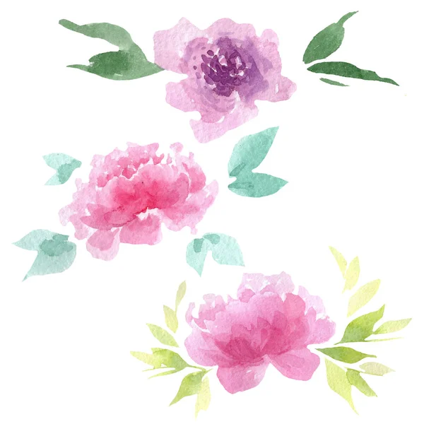 Peônia flores botânicas florais. Conjunto de ilustração de fundo aquarela. Peônias isoladas elemento ilustrativo . — Fotografia de Stock