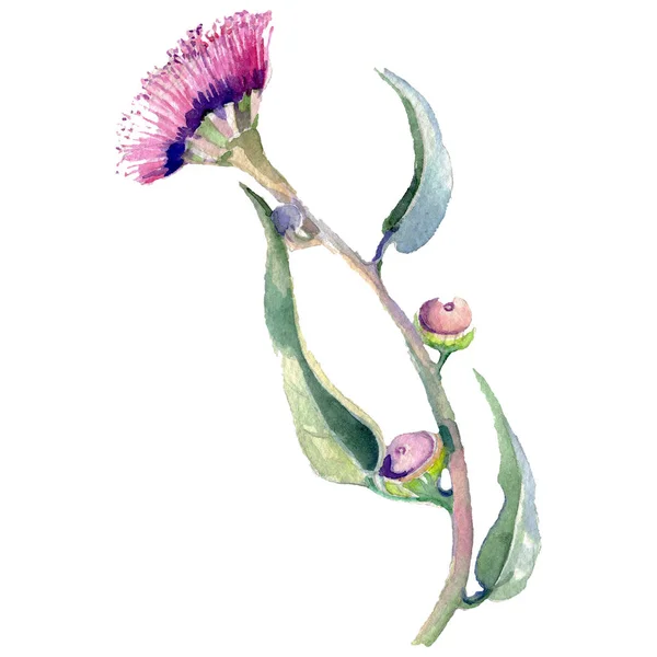 Eukaliptus kwiatowy kwiat botaniczny. Akwarela zestaw ilustracji tła. Izolowany Eukaliptus element ilustracji. — Zdjęcie stockowe