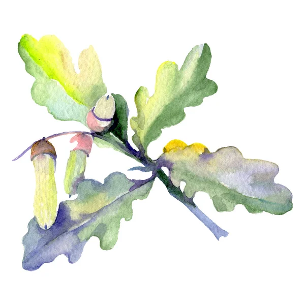Zelený list a ořech z lesa. Vodný obrázek pozadí-barevný. Izolovaný příklad izolovaného dubu. — Stock fotografie