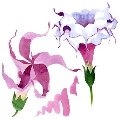 Brugmansia çiçek botanik çiçekleri. Suluboya arka plan illüstrasyon seti. İzole brugmansia illüstrasyon elemanı.