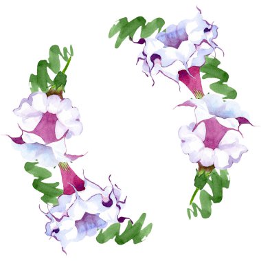 Brugmansia çiçek botanik çiçekleri. Suluboya arka plan illüstrasyon seti. Çerçeve kenarlık süs karesi.