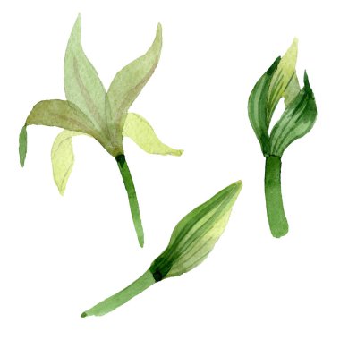 Amaryllis çiçek botanik çiçekleri. Suluboya arka plan illüstrasyon seti. İzole amarillys illüstrasyon elemanı.