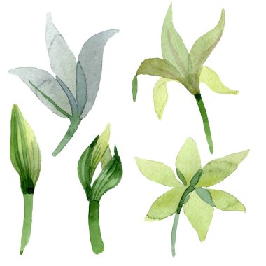 Amaryllis çiçek botanik çiçekleri. Suluboya arka plan illüstrasyon seti. İzole amarillys illüstrasyon elemanı.