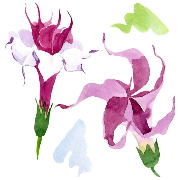 Květinové botanické květy. Vodný obrázek pozadí-barevný. Izolovaná Brugmansia-ilustrace. — Stock fotografie