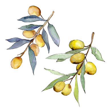 Yeşil meyveli zeytin dalı. Suluboya arka plan illüstrasyon seti. Suluboya çizim moda aquarelle izole. İzole zeytin illüstrasyon elemanı.