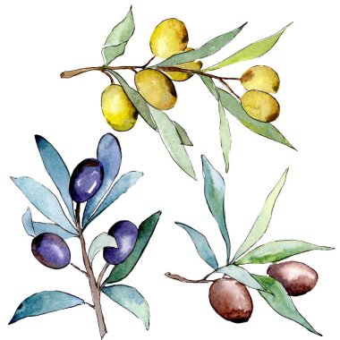 Siyah ve yeşil MEYVELERLE zeytin dalı. Suluboya arka plan illüstrasyon seti. Suluboya çizim moda Aquarelle izole. İzole zeytin illüstrasyon eleman.