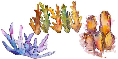 Renkli su doğası mercan resifi. Tropikal bitki deniz ve okyanus suyu yaşam elemanı. Suluboya arka plan seti. Suluboya çizim moda Aquarelle. İzole mercan illüstrasyon eleman.