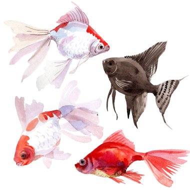 Goldfish sualtı renkli tropikal balık seti. Suluboya arka plan seti. İzole balık illüstrasyon elemanı.