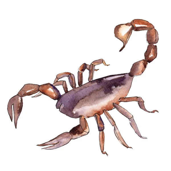 Egzotikus Scorpion vadon élő rovar elszigetelt. Akvarell háttér illusztráció meg. A különálló rovar illusztrációs elem. — Stock Fotó