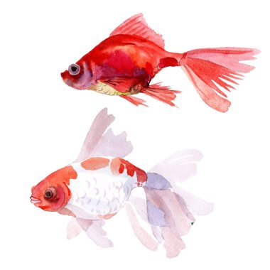 Goldfish sualtı renkli tropikal balık seti. Suluboya arka plan seti. İzole balık illüstrasyon elemanı.