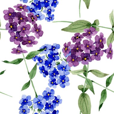 Phlox çiçek botanik çiçekleri. Suluboya arka plan illüstrasyon seti. Kesintisiz arka plan deseni.