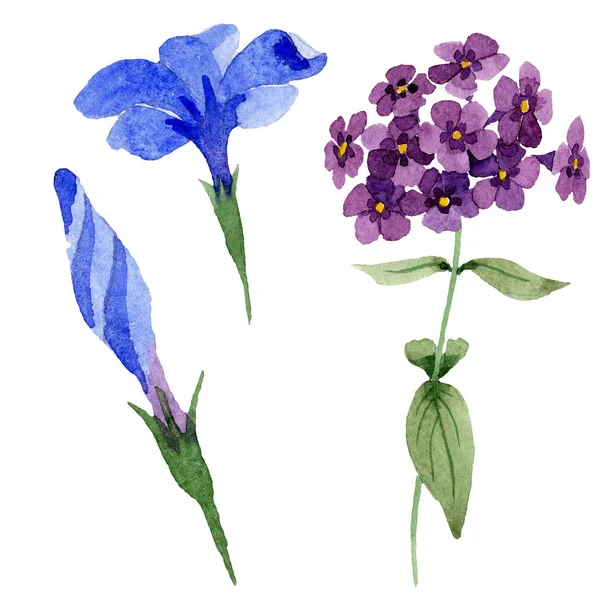 Flores botánicas florales Phlox. Conjunto de ilustración de fondo acuarela. Elemento aislado de ilustración de flox . — Foto de Stock