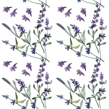 Mor lavanta çiçek botanik çiçekleri. Suluboya arka plan illüstrasyon seti. Kesintisiz arka plan deseni.