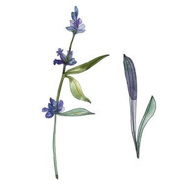 Mor lavanta çiçek botanik çiçekleri. Suluboya arka plan seti. İzole lavanta illüstrasyon elemanı.