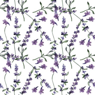 Mor lavanta çiçek botanik çiçekleri. Suluboya arka plan illüstrasyon seti. Kesintisiz arka plan deseni.
