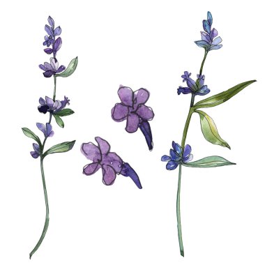 Mor lavanta çiçek botanik çiçekleri. Suluboya arka plan seti. İzole lavanta illüstrasyon elemanı.