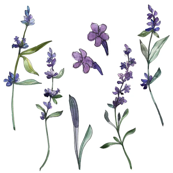 バイオレットラベンダーの花の植物の花。水彩画の背景セット。絶縁ラベンダーイラスト要素. — ストック写真