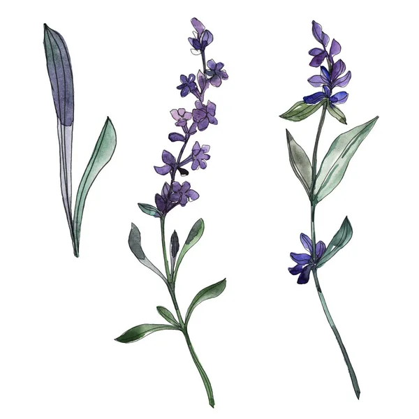 Violet lavendel bloemen botanische bloemen. Aquarel achtergrond set. Geïsoleerde lavendel illustratie element. — Stockfoto