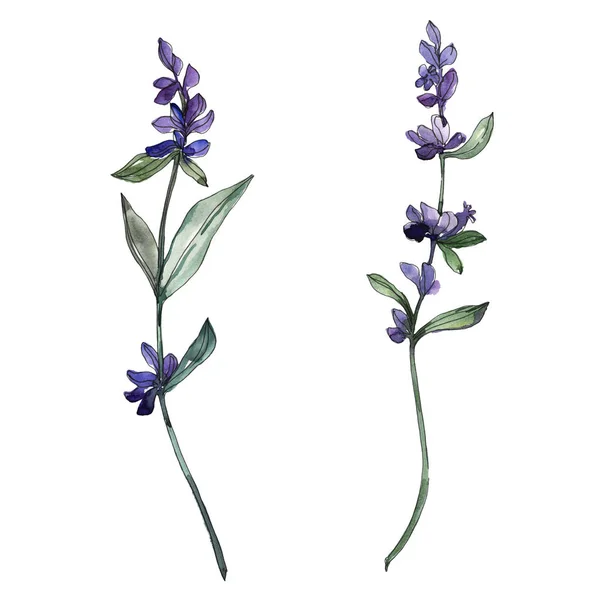 Violet lavender floral botanical flowers. Watercolor background set. Isolated lavender illustration element. — Stock Photo, Image