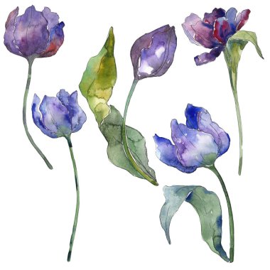 Mor lale çiçek botanik çiçekleri. Suluboya arka plan illüstrasyon seti. İzole laleler illüstrasyon elemanı.