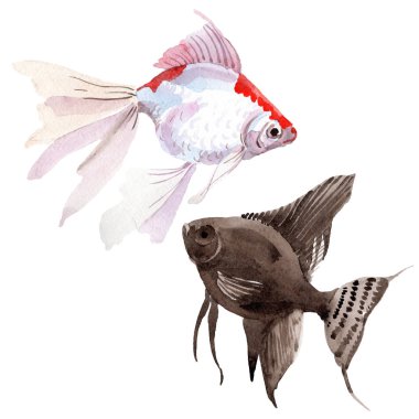 Goldfish sualtı renkli tropikal balık seti. Suluboya arka plan seti. İzole balık illüstrasyon elemanı.