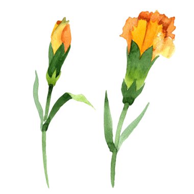 Sarı dianthus çiçek botanik çiçekler. Suluboya arka plan seti. İzole dianthus illüstrasyon öğesi.