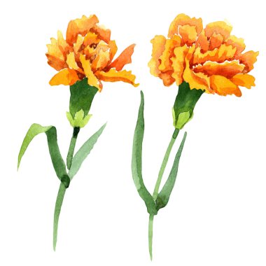 Sarı dianthus çiçek botanik çiçekler. Suluboya arka plan seti. İzole dianthus illüstrasyon öğesi.