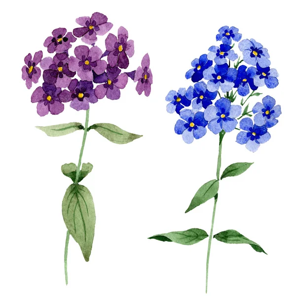 Phlox 花卉植物花。水彩背景插图集。隔离的 phlox 插图元素. — 图库照片