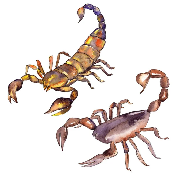 Insecte sauvage scorpion exotique isolé. Ensemble d'illustration de fond aquarelle. Élément d'illustration isolé pour insectes . — Photo