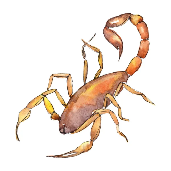 Exotiska Skorpion vild insekt isolerad. Akvarell bakgrund illustration uppsättning. Isolerad insekt illustration element. — Stockfoto