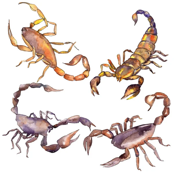 Exotische Skorpion Wildinsekt isoliert. Aquarell Hintergrundillustration Set. isoliertes Insektenillustrationselement. — Stockfoto