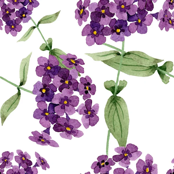 Phlox kwiatowy kwiatów botanicznych. Akwarela zestaw ilustracji tła. Płynny wzór tła. — Zdjęcie stockowe