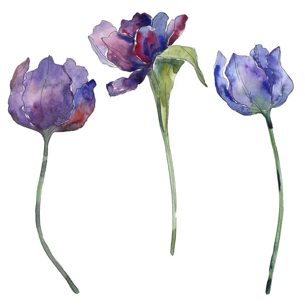 Flor tulipa roxa flores botânicas florais. Conjunto de ilustração de fundo aquarela. Isolado tulipas ilustração elemento . — Fotografia de Stock