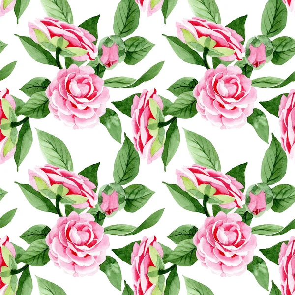 Rosa camelia flores botánicas florales. Conjunto de ilustración de fondo acuarela. Patrón de fondo sin costuras . —  Fotos de Stock