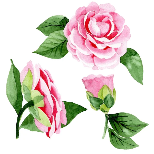 Różowe Kamelia kwiatowe kwiaty botaniczne. Akwarela zestaw ilustracji tła. Element ilustracji Kamelia izolowana. — Zdjęcie stockowe