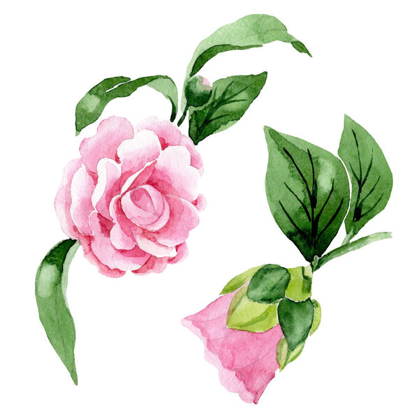 Pink camellia floral botanical flowers. Watercolor background illustration set. Isolated camellia illustration element.