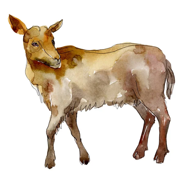 Goat farm animal isolated. Watercolor background illustration set. Isolated goat illustration element. — Stock Photo, Image