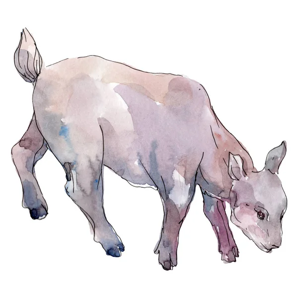 Goat farm animal isolated. Watercolor background illustration set. Isolated goat illustration element. — Stock Photo, Image