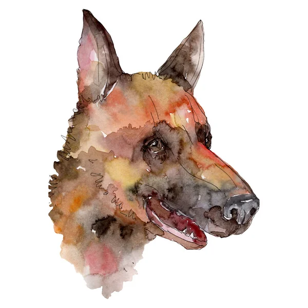 Chien tête animal de compagnie isolé. Ensemble d'illustration de fond aquarelle. Elément d'illustration chiens isolés . — Photo