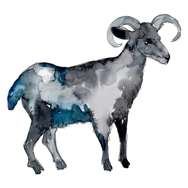 RAM mezőgazdasági állat izolált. Akvarell háttér illusztráció meg. Elkülönített RAM illusztrációs elem. — Stock Fotó