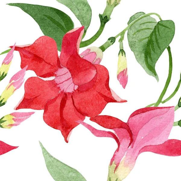 Fleurs botaniques florales de dipladenia rouge. Ensemble d'illustration de fond aquarelle. Modèle de fond sans couture . — Photo