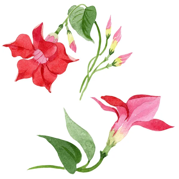 Rode dipladenia bloemen botanische bloemen. Aquarel achtergrond set. Geïsoleerde mandevilla illustratie element. — Stockfoto