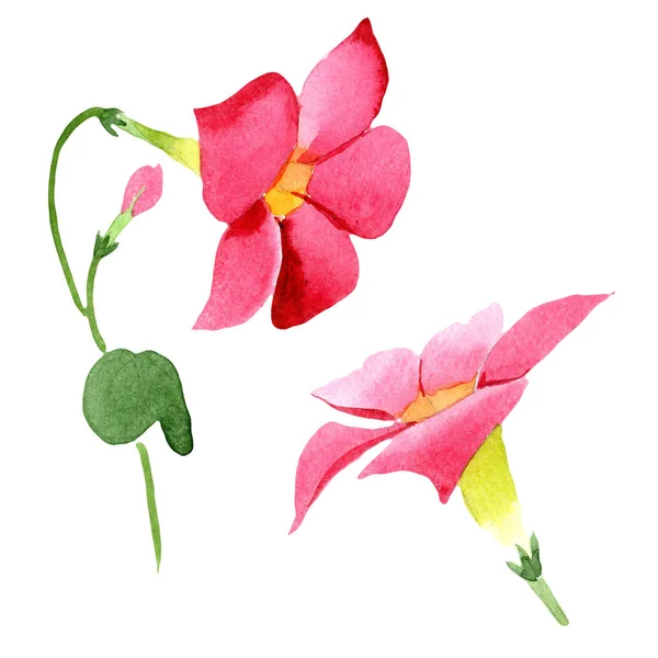 Röd dipladenia blommiga botaniska blommor. Akvarell bakgrund set. Isolerad Mandevilla illustration element. — Stockfoto