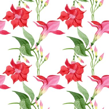 Kırmızı dipladenia çiçek botanik çiçekler. Suluboya arka plan illüstrasyon seti. Kesintisiz arka plan deseni.