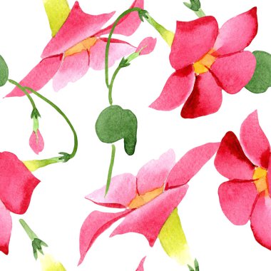 Kırmızı dipladenia çiçek botanik çiçekler. Suluboya arka plan illüstrasyon seti. Kesintisiz arka plan deseni.