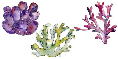 Renkli su altı doğa mercan resifi. Suluboya arka plan seti. İzole mercanlar illüstrasyon elemanı.