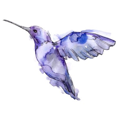 Bir yaban hayatı izole gökyüzü kuş colibri. Suluboya arka plan seti. İzole sinekkuşu illüstrasyon elemanı.