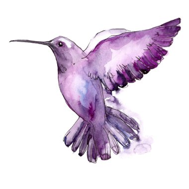 Bir yaban hayatı izole gökyüzü kuş colibri. Suluboya arka plan seti. İzole sinekkuşu illüstrasyon elemanı.